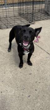 Sweet Pea -  Chihuahua Dog for Adoption in Muldrow, Oklahoma - Sweet Pea | PetCurious