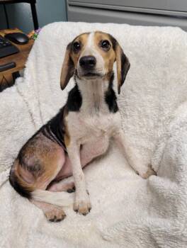 Magnolia -  Beagle Dog for Adoption in Lisbon, Ohio - Magnolia | PetCurious