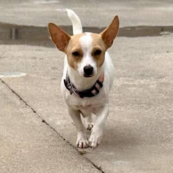 Canela -  Chihuahua and Mixed Breed Dog for Adoption in Chesapeake, Virginia - Canela | PetCurious