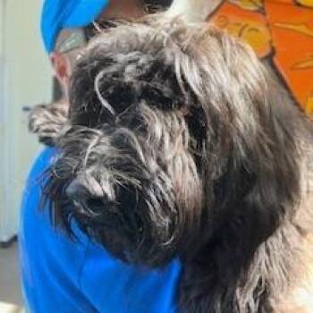 Mixed Breed and Poodle Dogs Available for Adoption in York, Pennsylvania - YORK-Stray-15733 | PetCurious