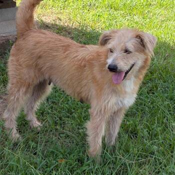 Sun-Kiss Daisy -  Terrier Dog for Adoption in Houston, Texas - Sun-Kiss Daisy | PetCurious