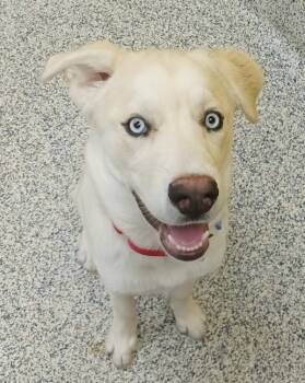 Rescue Siberian Husky and Alaskan Malamute Dogs for Adoption in Golden, Colorado - Maui | PetCurious