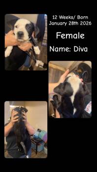 Pit Bull Terrier Dogs Available for Adoption in Billings, Montana - Lol-P8 Diva | PetCurious