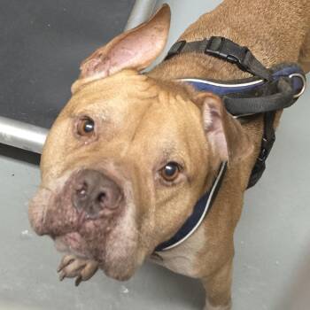 Kronk -  Pit Bull Terrier Dog for Adoption in Newark, New Jersey - Kronk | PetCurious