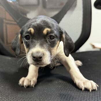 Beagle Dogs Available for Adoption in Columbia, South Carolina - Frosted Soda | PetCurious