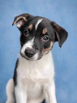 Mixed Breed Dogs Available for Adoption in Jefferson Hills, Pennsylvania - Charlie | PetCurious
