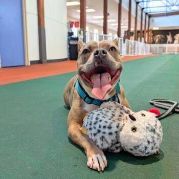 Beatrice -  Pit Bull Terrier and Mixed Breed Dog for Adoption in Richmond, Virginia - Beatrice | PetCurious