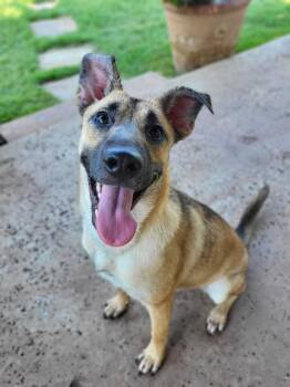 Rescue Shepherd Dogs for Adoption in Colleyville, Texas - Lady | PetCurious