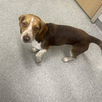 TOBY -  Beagle and Basset Hound Dog for Adoption in Loveland, Colorado - TOBY | PetCurious