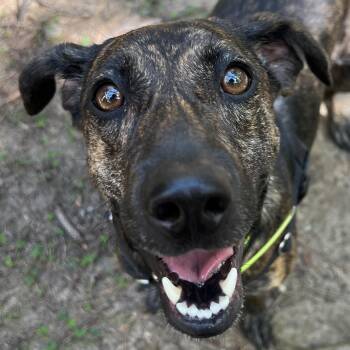 Tilly -  Plott Hound Dog for Adoption in Cedar Mountain, North Carolina - Tilly | PetCurious