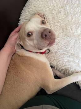 Rescue Mixed Breed Dogs for Adoption in Sheboygan, Wisconsin - JR | PetCurious