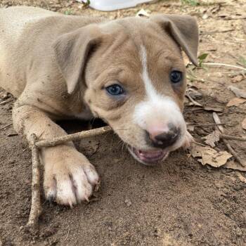 Pit Bull Terrier Dogs Available for Adoption - Luke | PetCurious