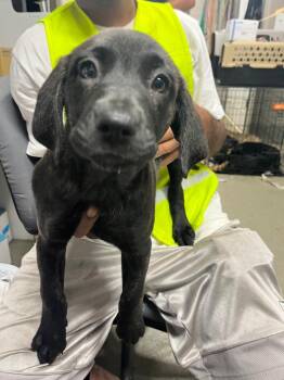 Clarice -  Terrier Dog for Adoption in Hopkinsville, Kentucky - Clarice | PetCurious