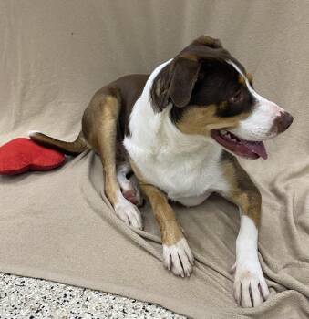 Labrador Retriever and Hound Dogs Available for Adoption in Little Rock, Arkansas - Keiser (Little Bitty) | PetCurious