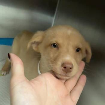 Peanut -  Mixed Breed Dog for Adoption in Columbus, Georgia - Peanut | PetCurious