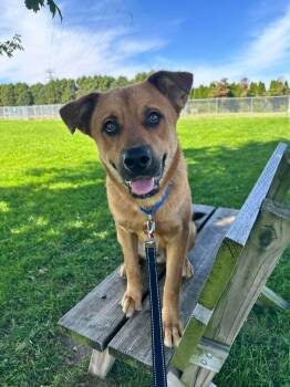 Dale -  Shepherd Dog for Adoption in Valparaiso, Indiana - Dale | PetCurious