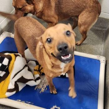 BLAKE -  Australian Cattle Dog Blue Heeler Dog for Adoption - BLAKE | PetCurious