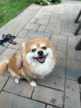 Bella -  Pomeranian Dog for Adoption in Manhasset, New York - Bella | PetCurious