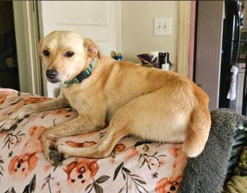 Miracle in LA -  Mixed Breed Dog for Adoption in Cranston, Rhode Island - Miracle In LA | PetCurious