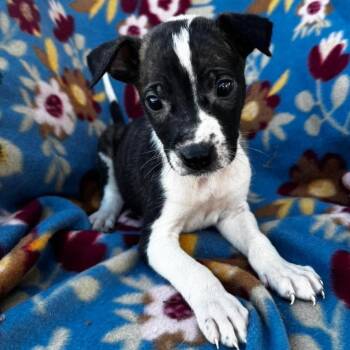 Tiffin -  Terrier Dog for Adoption in Grand Bay, Alabama - Tiffin | PetCurious