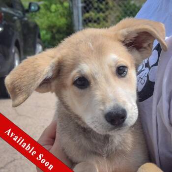 Dorothy -  Anatolian Shepherd and German Shepherd Dog Dog for Adoption in Huntley, Illinois - Dorothy | PetCurious