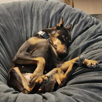 Maisie -  Doberman Pinscher Dog for Adoption in Farmington, Minnesota - Maisie | PetCurious