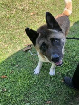 Akita Dogs Available for Adoption in Dallas, Texas - SAKE | PetCurious