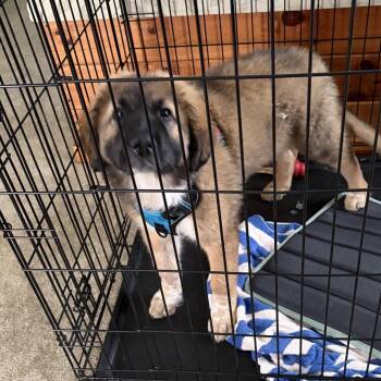 Dusty -  Anatolian Shepherd and Great Pyrenees Dog for Adoption in Overland Park, Kansas - Dusty | PetCurious