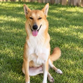Lady Bug -  Shepherd Dog for Adoption in Houston, Texas - Lady Bug | PetCurious