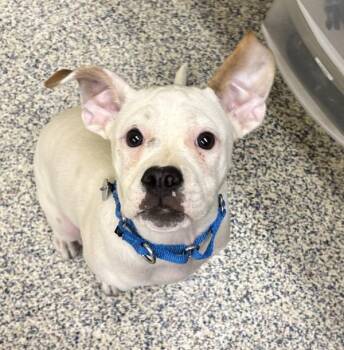 Boxer Dogs Available for Adoption in Golden, Colorado - Dutchess | PetCurious