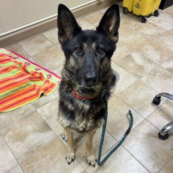Mariposa (mcas) -  German Shepherd Dog Dog for Adoption in Troutdale, Oregon - Mariposa (mcas) | PetCurious