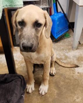 Rescue Shepherd and Mixed Breed Dogs for Adoption in Lockhart, Texas - Austin | PetCurious