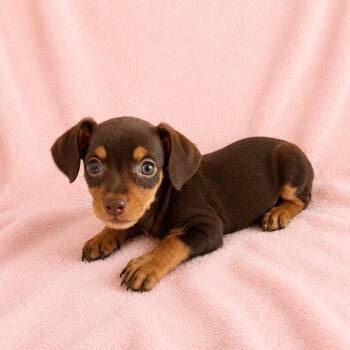 Gia -  Chihuahua Dog for Adoption in Tucson, Arizona - Gia | PetCurious