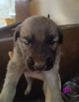Mixed Breed Dogs Available for Adoption in West Chester, Pennsylvania - Fawn | PetCurious