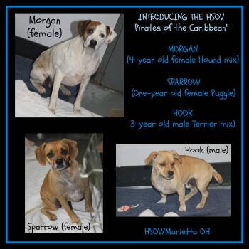 Rescue Hound and Puggle Dogs for Adoption in Marietta, Ohio - Morgan, Sparrow And Hook (HSOV "Pirates Of The Caribbean") | PetCurious