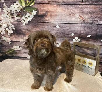 APPLE -  Havanese Dog for Adoption in Dallas, Texas - APPLE | PetCurious