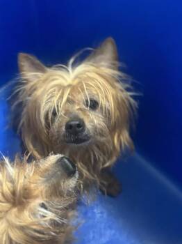 Mixed Breed Dogs Available for Adoption in Dallas, Texas - LITTLEMAN | PetCurious