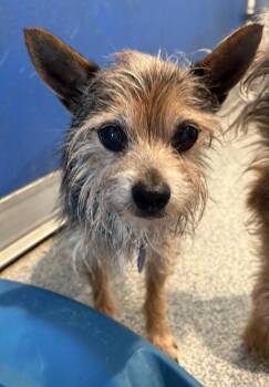 Bingo -  Yorkshire Terrier Dog for Adoption in Bartlesville, Oklahoma - Bingo | PetCurious