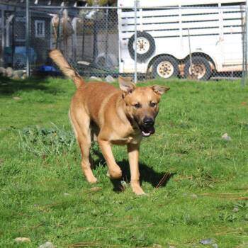 Rescue Shepherd Dogs for Adoption in Weaverville, California - Watson | PetCurious