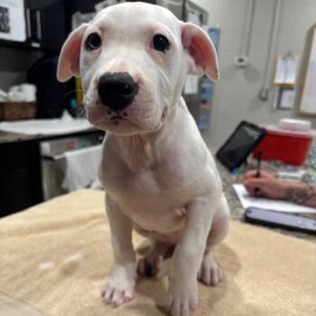 Mochi -  Pit Bull Terrier and Mixed Breed Dog for Adoption in Nashville, Tennessee - Mochi | PetCurious