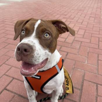 Amigo -  American Staffordshire Terrier and Pointer Dog for Adoption in Copiague, New York - Amigo | PetCurious