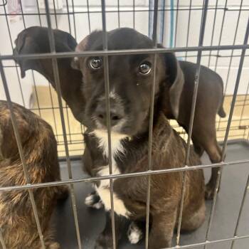 Mixed Breed Dogs Available for Adoption - Aldis | PetCurious