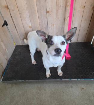 Rat Terrier Dogs Available for Adoption in Missouri City, Texas - Leah | PetCurious