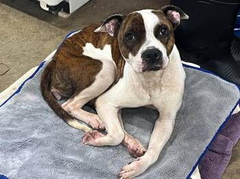 Destiny -  Pit Bull Terrier Dog for Adoption in Palos Heights, Illinois - Destiny | PetCurious