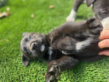 Mixed Breed Dogs Available for Adoption - Marcia | PetCurious