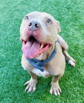 Mixed Breed Dogs Available for Adoption in Dallas, Texas - THEODORE | PetCurious