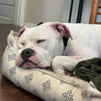 Paloma -  Pit Bull Terrier and Mixed Breed Dog for Adoption in Rochester, Minnesota - Paloma | PetCurious