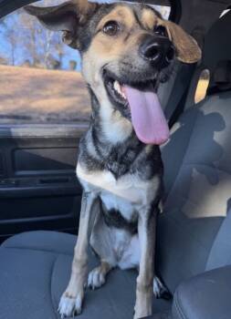 Rescue German Shepherd Dog Dogs for Adoption in Troy, Alabama - Celiese | PetCurious