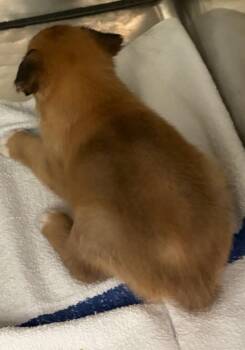 Alex -  Mixed Breed Dog for Adoption in Mobile, Alabama - Alex | PetCurious
