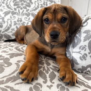 Hound and Mixed Breed Dogs Available for Adoption - Trisken | PetCurious